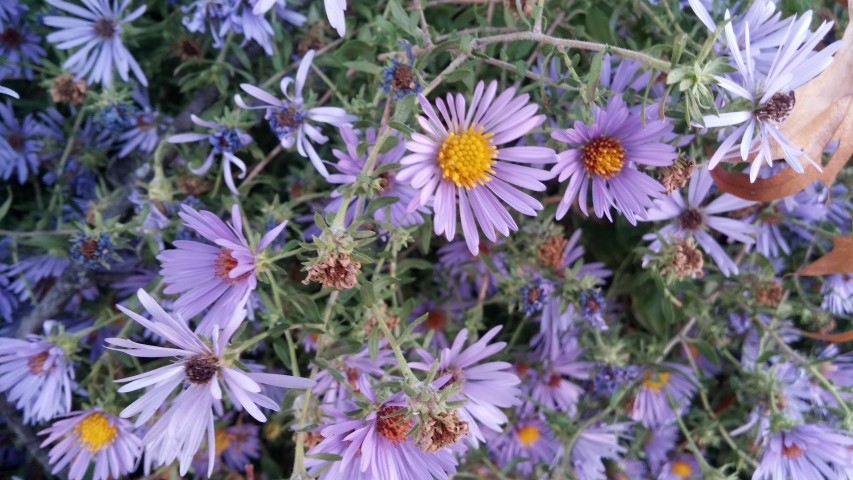 Symphyotrichum oblongifolium plantplacesimage20151017_174756.jpg