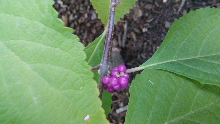 Callicarpa americana plantplacesimage20151017_174923.jpg