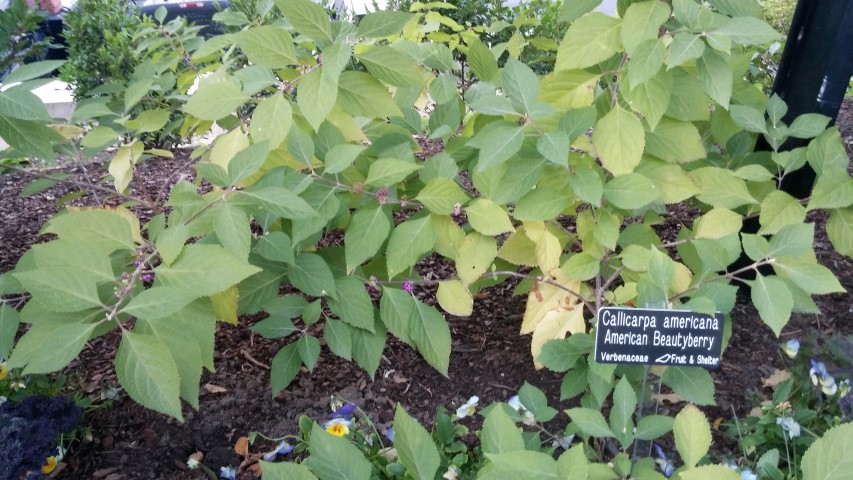 Callicarpa americana plantplacesimage20151017_174943.jpg