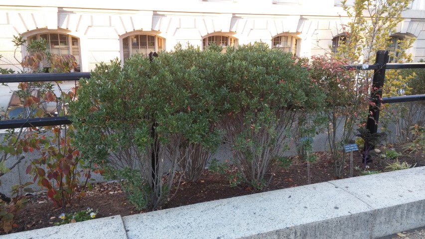 Ilex glabra plantplacesimage20151017_175540.jpg