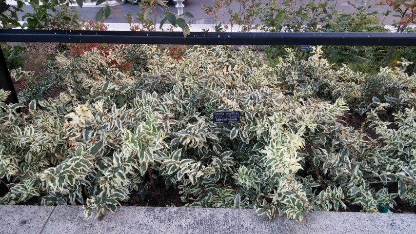 Diervilla sessilifolia plantplacesimage20151017_180130.jpg
