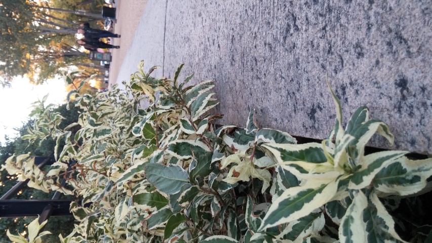 Diervilla sessilifolia plantplacesimage20151017_180207.jpg
