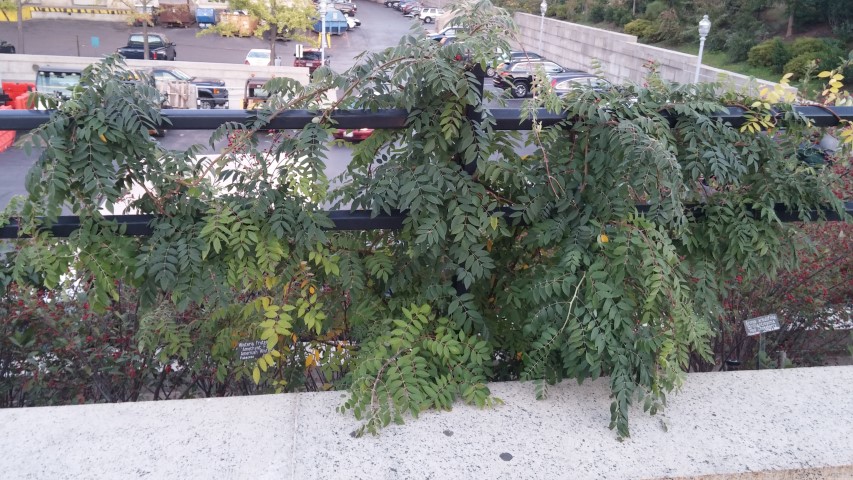 Wisteria frutescens plantplacesimage20151017_180519.jpg