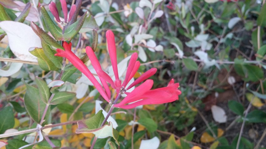 Lonicera sempervirens plantplacesimage20151017_180622.jpg