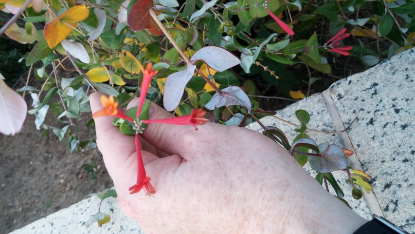 Lonicera sempervirens plantplacesimage20151017_180639.jpg