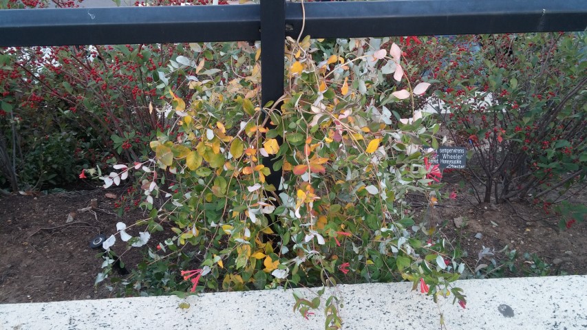 Lonicera sempervirens plantplacesimage20151017_180702.jpg