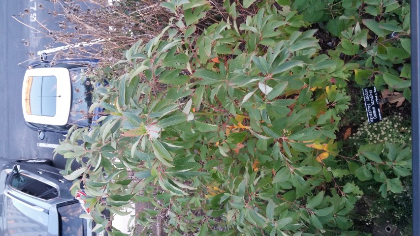 Sassafras albidum plantplacesimage20151017_180844.jpg