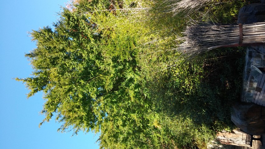 Davidia involucrata plantplacesimage20151018_102022.jpg