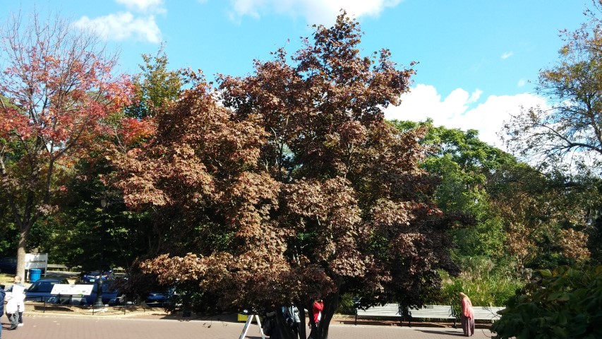 Acer palmatum plantplacesimage20151018_113803.jpg