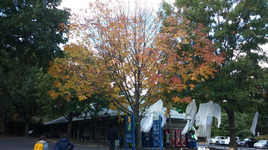 Fraxinus americana plantplacesimage20151018_114107.jpg