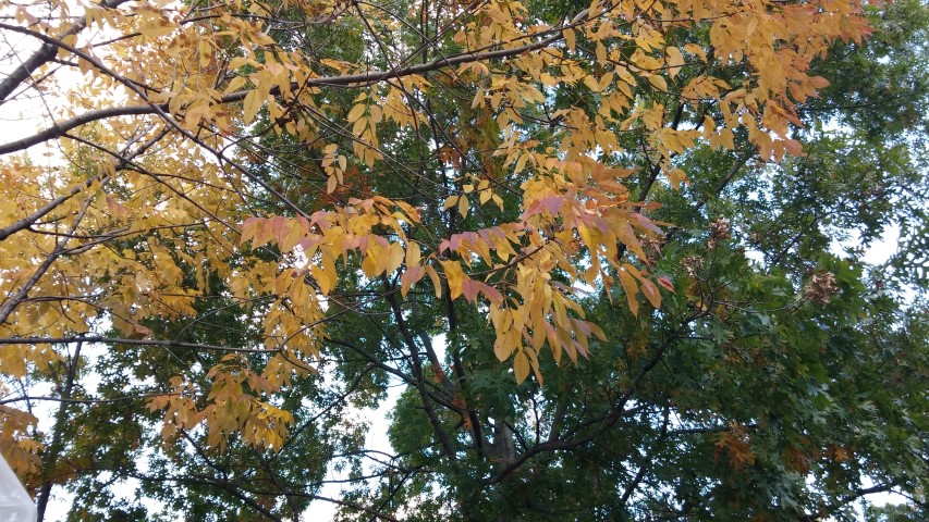 Fraxinus americana plantplacesimage20151018_114144.jpg