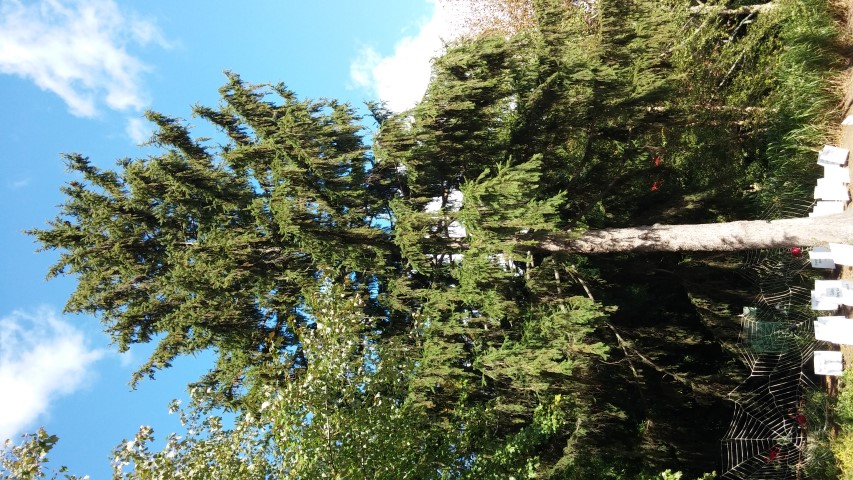 Picea abies plantplacesimage20151018_114452.jpg