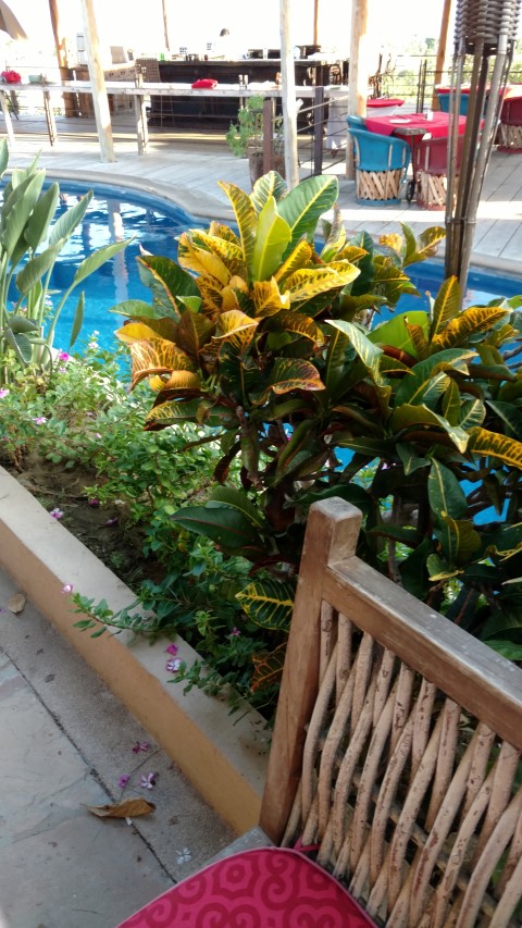 Picture of Codiaeum variegatum Croton