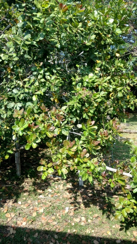 plantplacesimage20151211_140138.jpg
