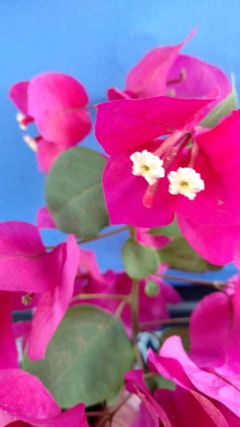 Bougainvillea spp plantplacesimage20151211_141023.jpg