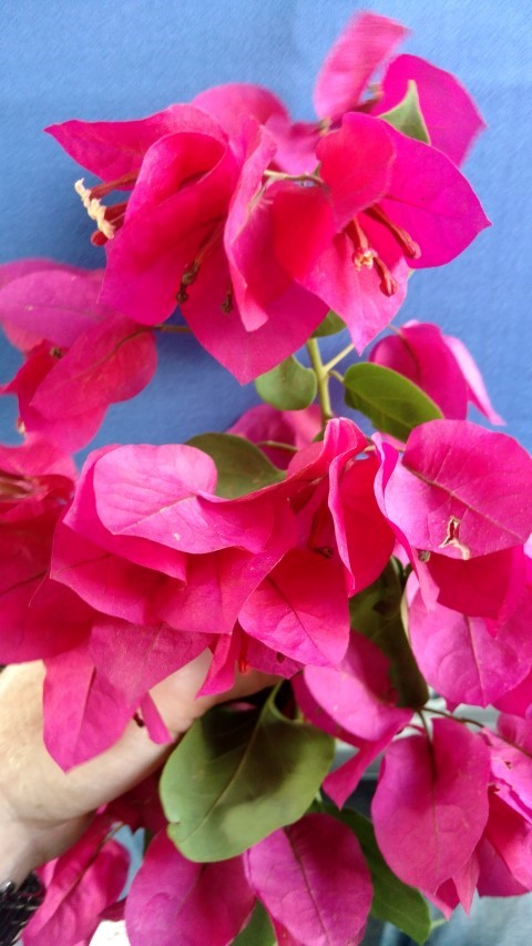 Bougainvillea spp plantplacesimage20151211_141034.jpg