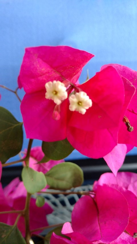 Bougainvillea spp plantplacesimage20151211_141052.jpg