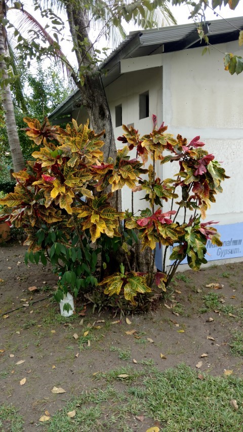 Codiaeum variegatum plantplacesimage20151211_144930.jpg