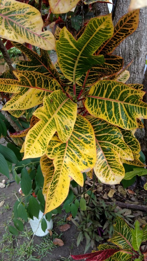 Codiaeum variegatum plantplacesimage20151211_144942.jpg