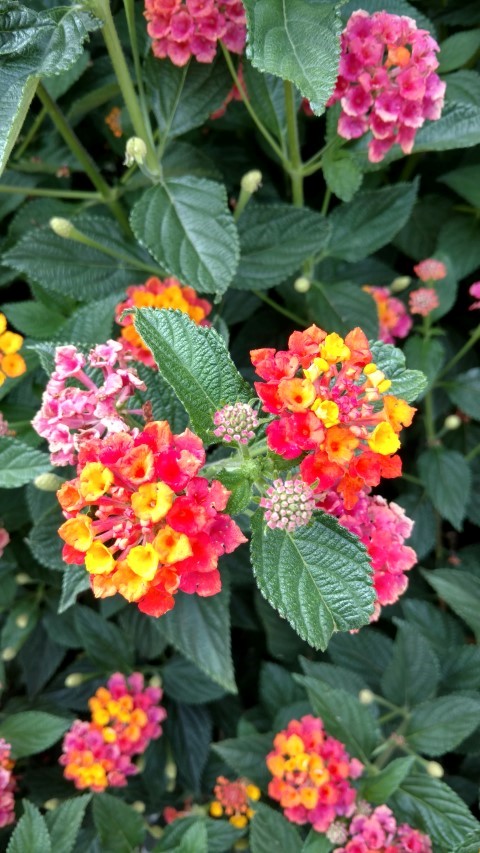 Lantana camara plantplacesimage20151216_074008.jpg