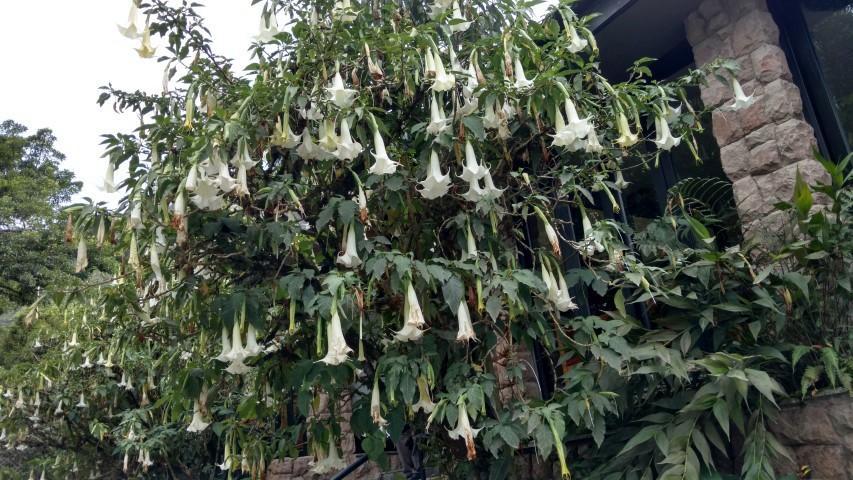 Brugmansia insignis plantplacesimage20151216_160742.jpg