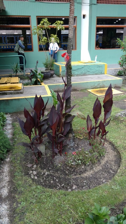 Canna indica plantplacesimage20151216_164458.jpg