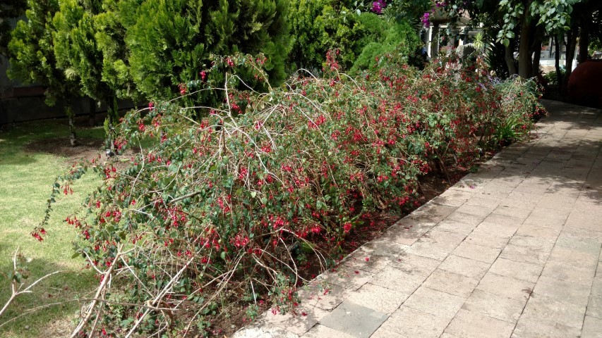 Fuchsia boliviana plantplacesimage20151217_093023.jpg