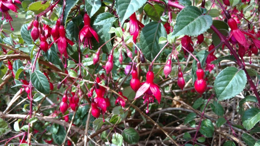 Fuchsia boliviana plantplacesimage20151217_093041.jpg