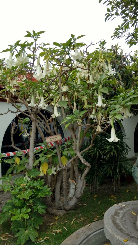 Brugmansia arborea plantplacesimage20151220_111539.jpg