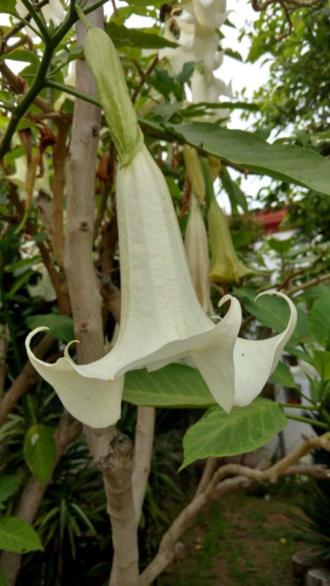 Brugmansia arborea plantplacesimage20151220_111552.jpg