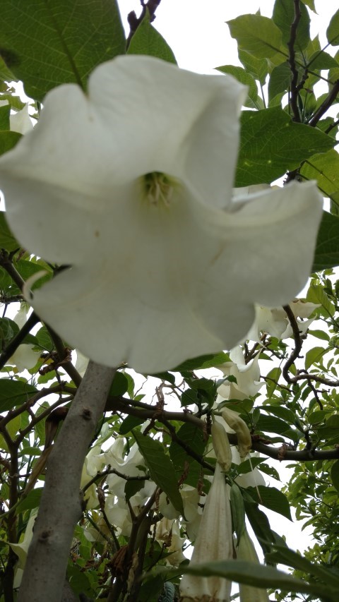 Brugmansia arborea plantplacesimage20151220_111600.jpg