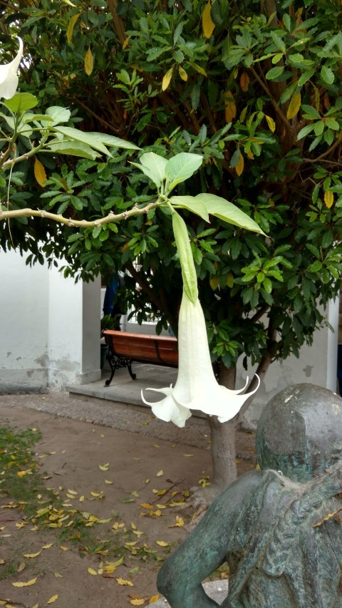 Brugmansia arborea plantplacesimage20151220_111613.jpg