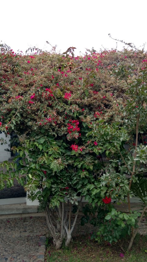 Bougainvillea glabra plantplacesimage20151220_112124.jpg