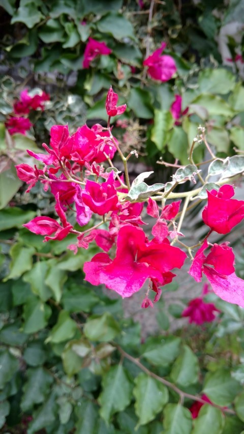 Bougainvillea glabra plantplacesimage20151220_112142.jpg