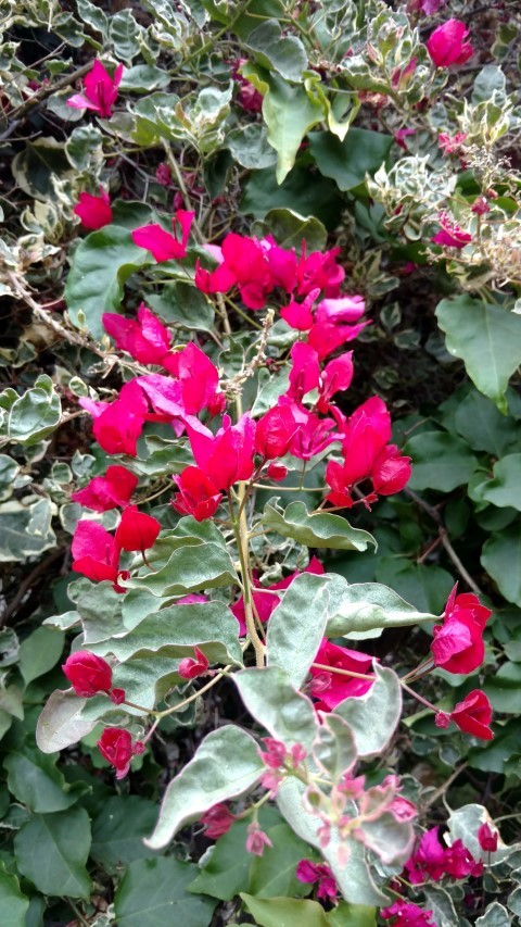 Bougainvillea glabra plantplacesimage20151220_112150.jpg