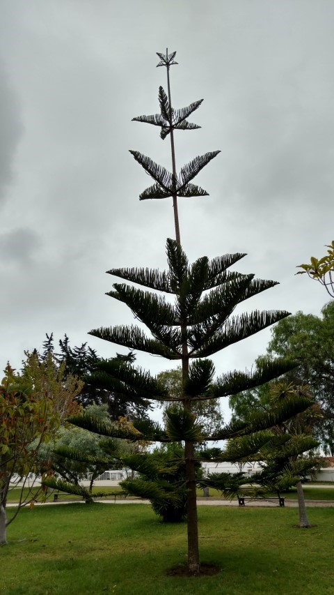 Araucaria excelsa plantplacesimage20151220_121120.jpg