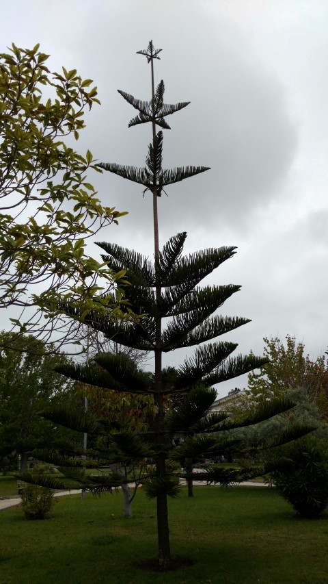 Araucaria excelsa plantplacesimage20151220_121142.jpg