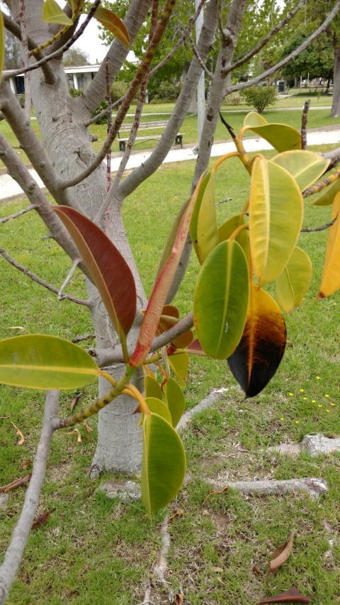 Ficus elastica plantplacesimage20151220_121342.jpg