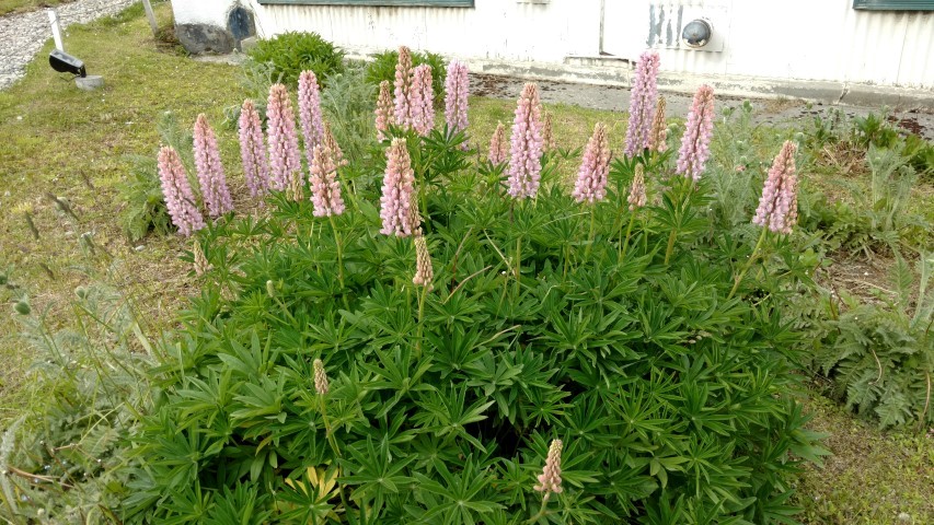 lupinus polyphyllus plantplacesimage20151226_181442.jpg