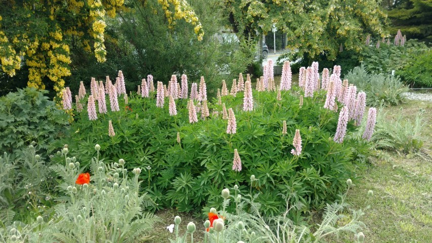 lupinus polyphyllus plantplacesimage20151226_181503.jpg