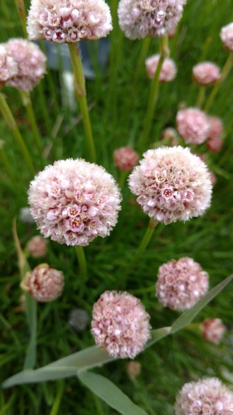 Armeria maritima plantplacesimage20151228_115846.jpg