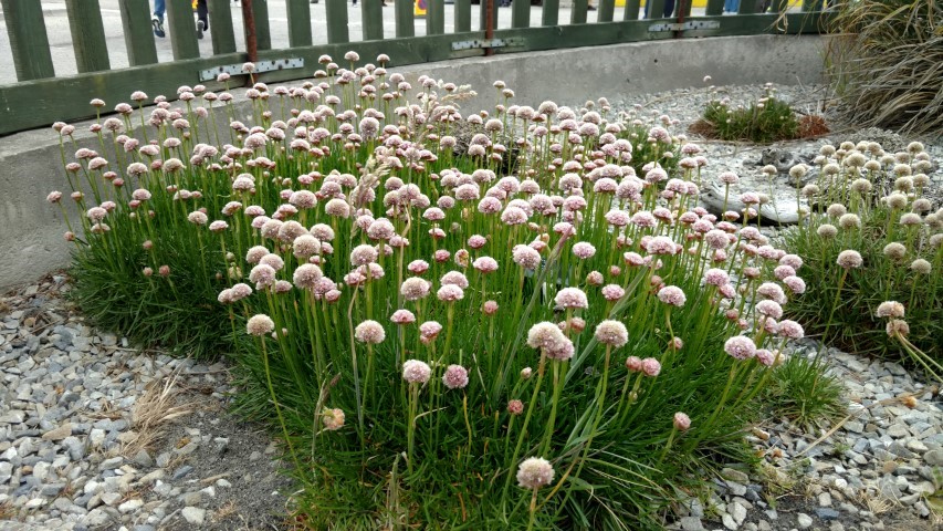 Armeria maritima plantplacesimage20151228_115909.jpg