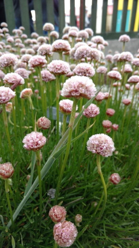 Armeria maritima plantplacesimage20151228_115923.jpg