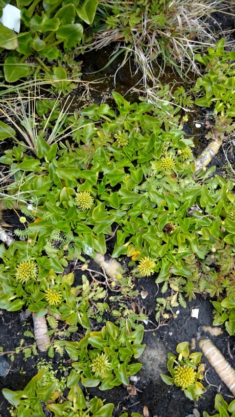 Catha sagittata plantplacesimage20151228_120426.jpg