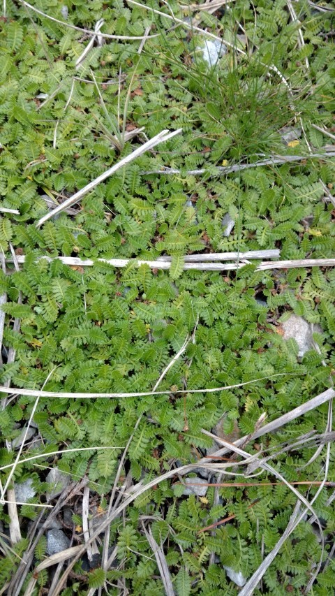 Leptinella scariosa plantplacesimage20151228_120523.jpg