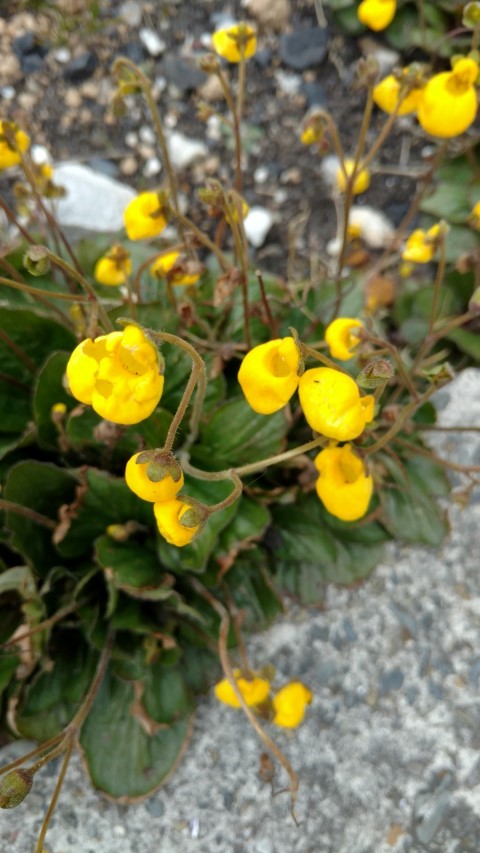 Calceolaria biflora plantplacesimage20151228_120758.jpg