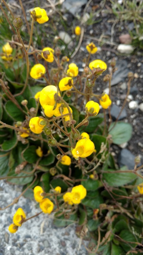 Calceolaria biflora plantplacesimage20151228_120809.jpg