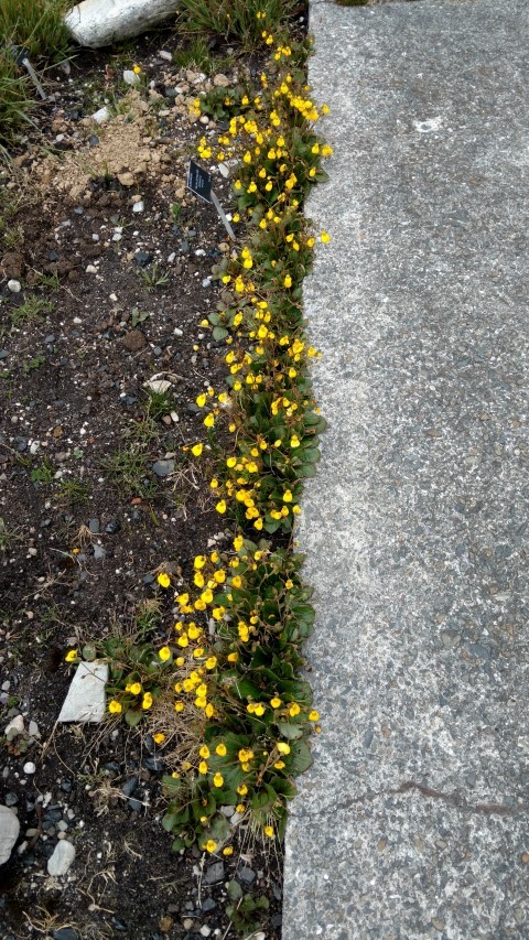 Calceolaria biflora plantplacesimage20151228_120822.jpg