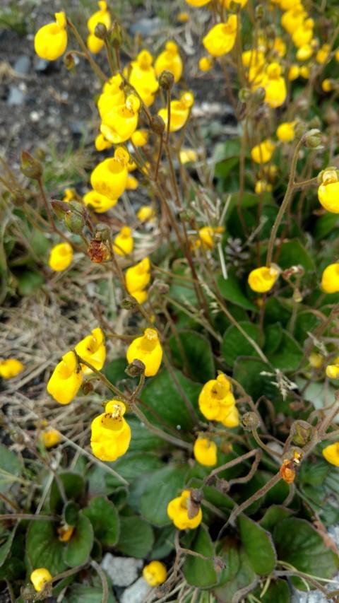 Calceolaria biflora plantplacesimage20151228_120830.jpg