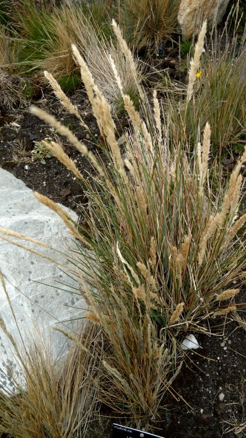 Festuca contracta plantplacesimage20151228_121127.jpg